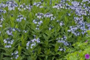 Amsonia 'Blue Ice' New 2025